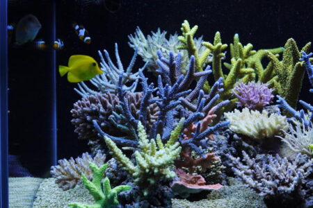 Mr Kangs Korean Reef Aquarium Is A Field Of Exquisite Corals On An