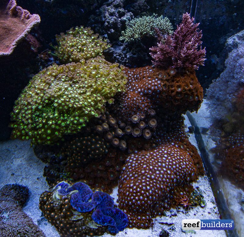 The Coral Packed Reef Tank Of Aquatic Art Inc Reef Builders The