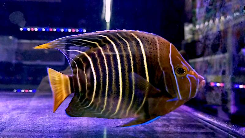 Hybrid Chrysurus X Koran Angelfish Hybrid Collected In Kenya Reef