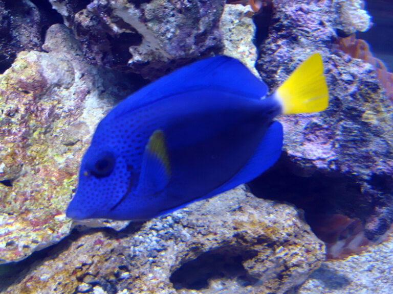 Red Sea Showstopper Purple Tang Zebrasoma Xanthurum Reef Builders