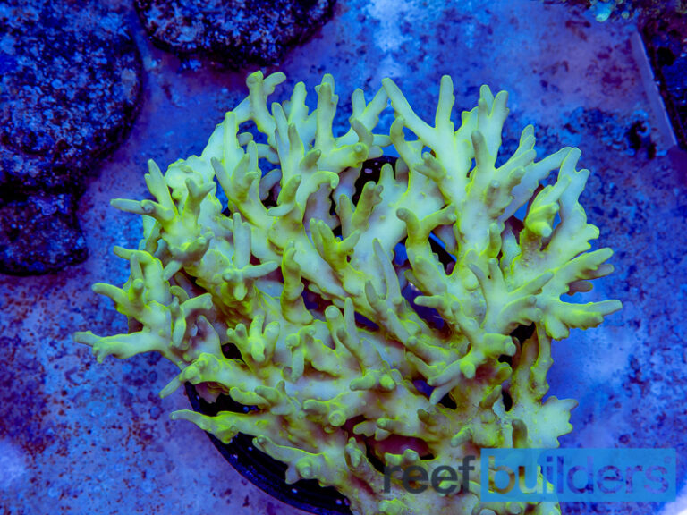 Acropora Caroliniana The Naked Yellow Acro Reef Builders The Reef