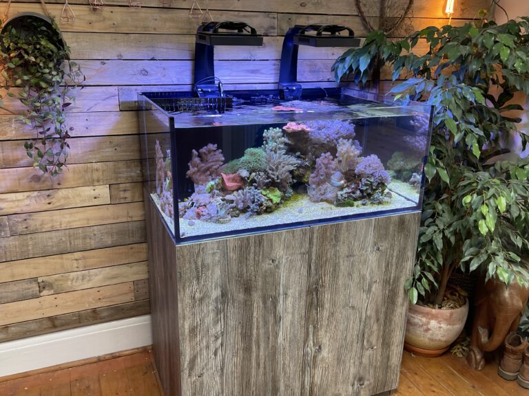 Show Soft Corals Some Love With A Shallow Lagoon Tank Reef Builders