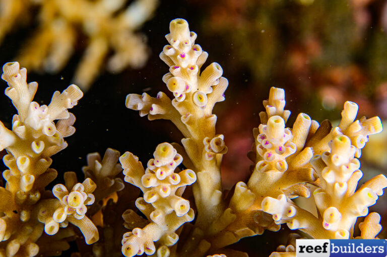 Giant Acropora Tenuis Spotted In Bali Reef Builders The Reef And