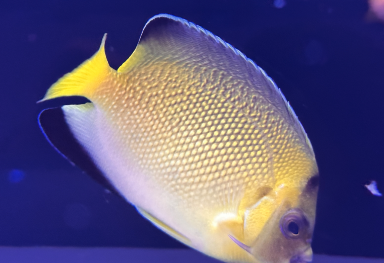 Armitagei Hybrid Angelfish Arrives At Reef Aquatics Reef Builders