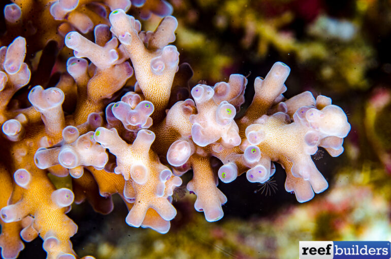 Acropora Awi Is Another Deepwater Beauty Reef Builders The Reef