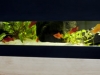 archiquarium-3