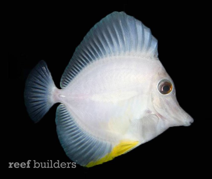 white-tang-2.jpg