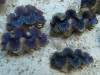 blue-squamosa-clam-1