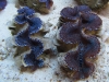 blue-squamosa-clam-10