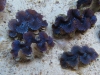 blue-squamosa-clam-11