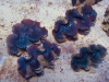 blue-squamosa-clam-12
