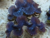 blue-squamosa-clam-2