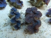 blue-squamosa-clam-3