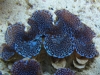 blue-squamosa-clam-4