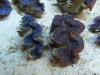 blue-squamosa-clam-5