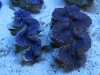 blue-squamosa-clam-6