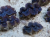 blue-squamosa-clam-7
