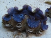 blue-squamosa-clam-8