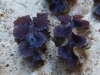 blue-squamosa-clam-9