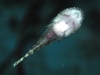 sustainable-aquatics-stippled-clingfish-1