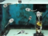 sustainable-aquatics-stippled-clingfish-2