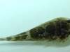 sustainable-aquatics-stippled-clingfish-3