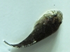 sustainable-aquatics-stippled-clingfish-4