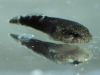 sustainable-aquatics-stippled-clingfish-5