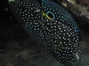 sustainable-aquatics-marine-betta-1