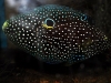 sustainable-aquatics-marine-betta-2