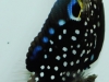 sustainable-aquatics-marine-betta-3