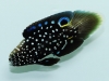 sustainable-aquatics-marine-betta-4