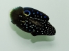 sustainable-aquatics-marine-betta-5