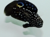 sustainable-aquatics-marine-betta-7