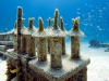 fl-coral-nursery-photo-080710h