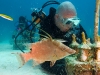 fl-coral-nursery-photo-080710j