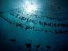 fl-coral-nursery-photo-080710e