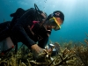fl-coral-nursery-photo-080710o