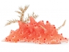 2-pink-slug-714