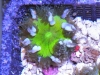 flower anemone 4