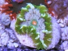 flower anemone 5