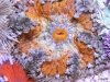 flower anemone 6