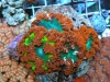 flower anemone 8