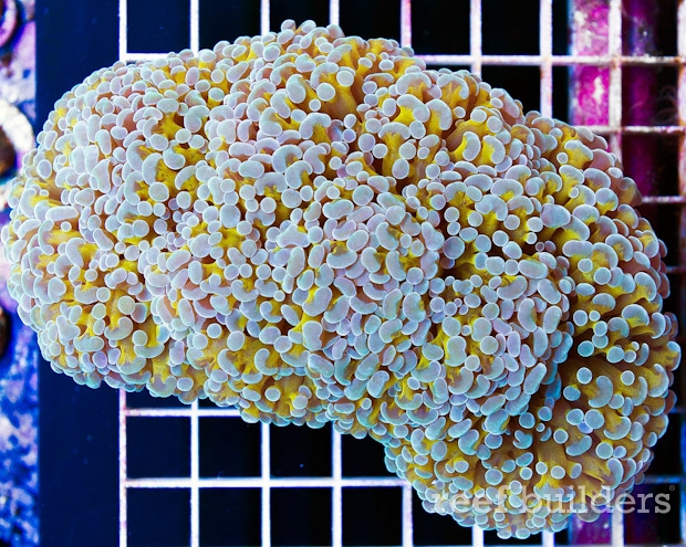 gold hamspawn coral