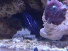 green-marine-Pomacanthus-maculosus