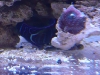 green-marine-Pomacanthus-maculosus-2