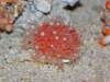 20110108_4271240