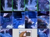 collage_nano_reef