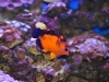 coral-beauty-nov-16-2011