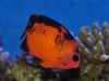 coral-beauty-nov-6-2011-1